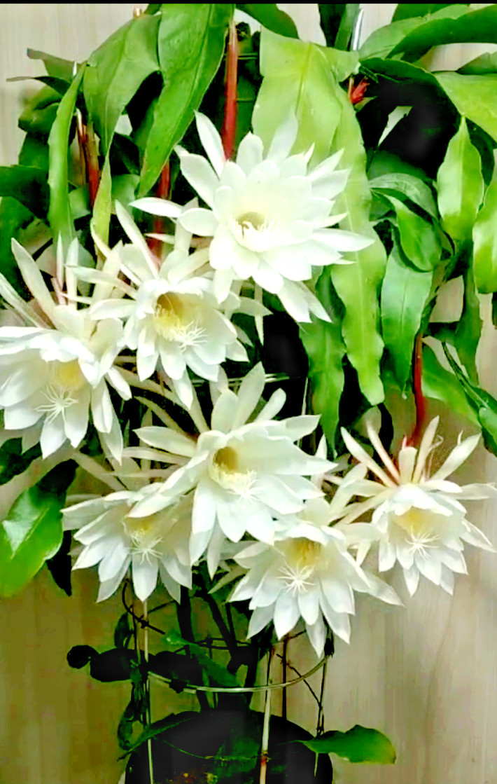 Two Cuttings NIGHT BLOOMING CEREUS EPIPHYLLUM OXYPETALUM CACTUS ORCHID 8″-10″