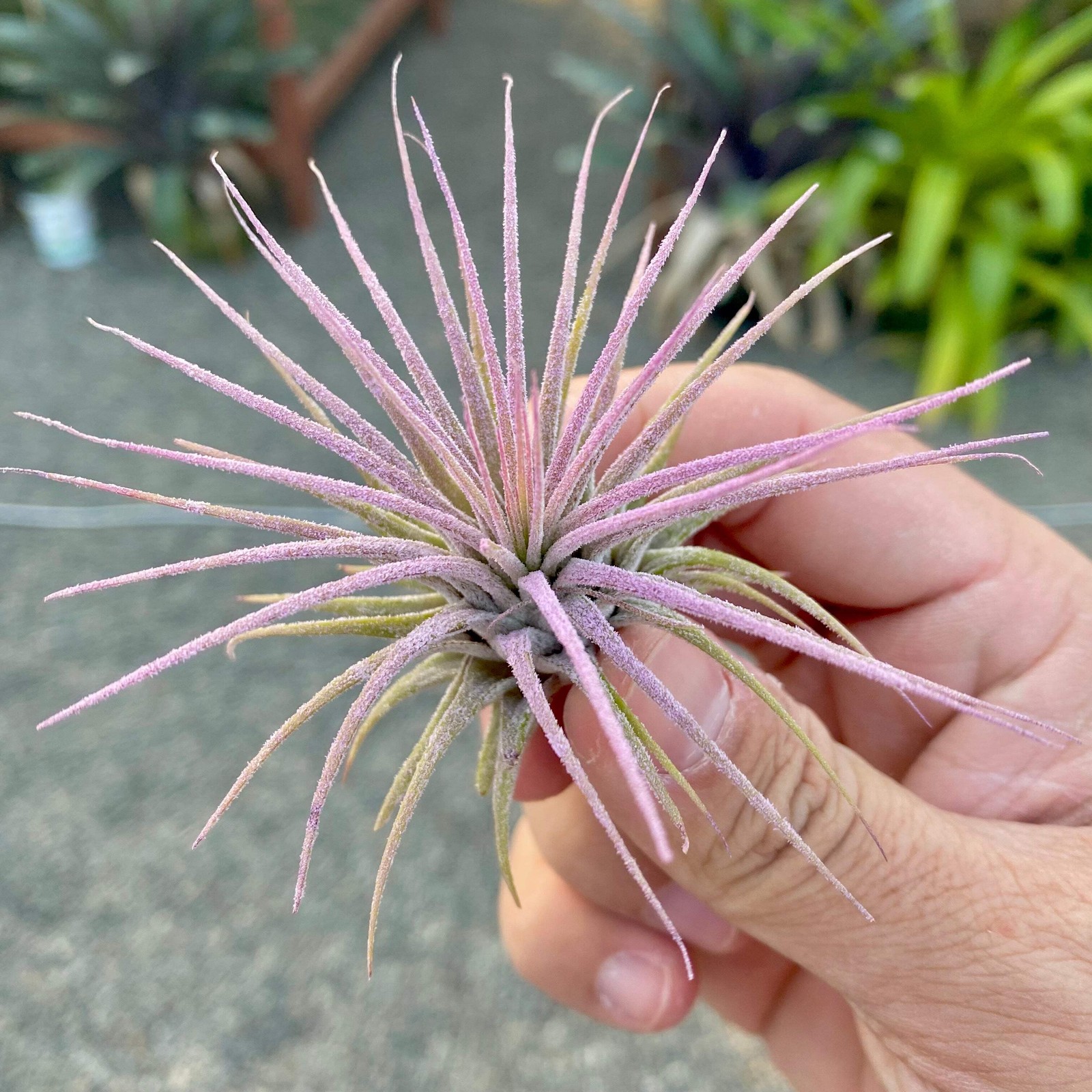 Ionantha Lavender Air Plant *Beautiful Light Dusty Color*