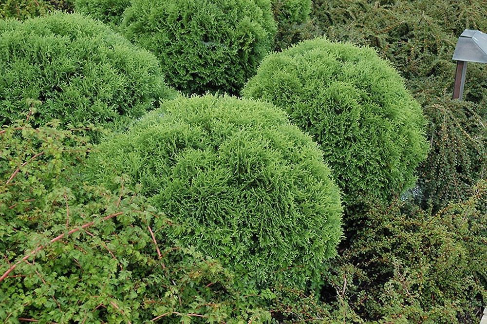3 Little Giant Arborvitae Landscape Plant Starter Plug Thuja occidentalis
