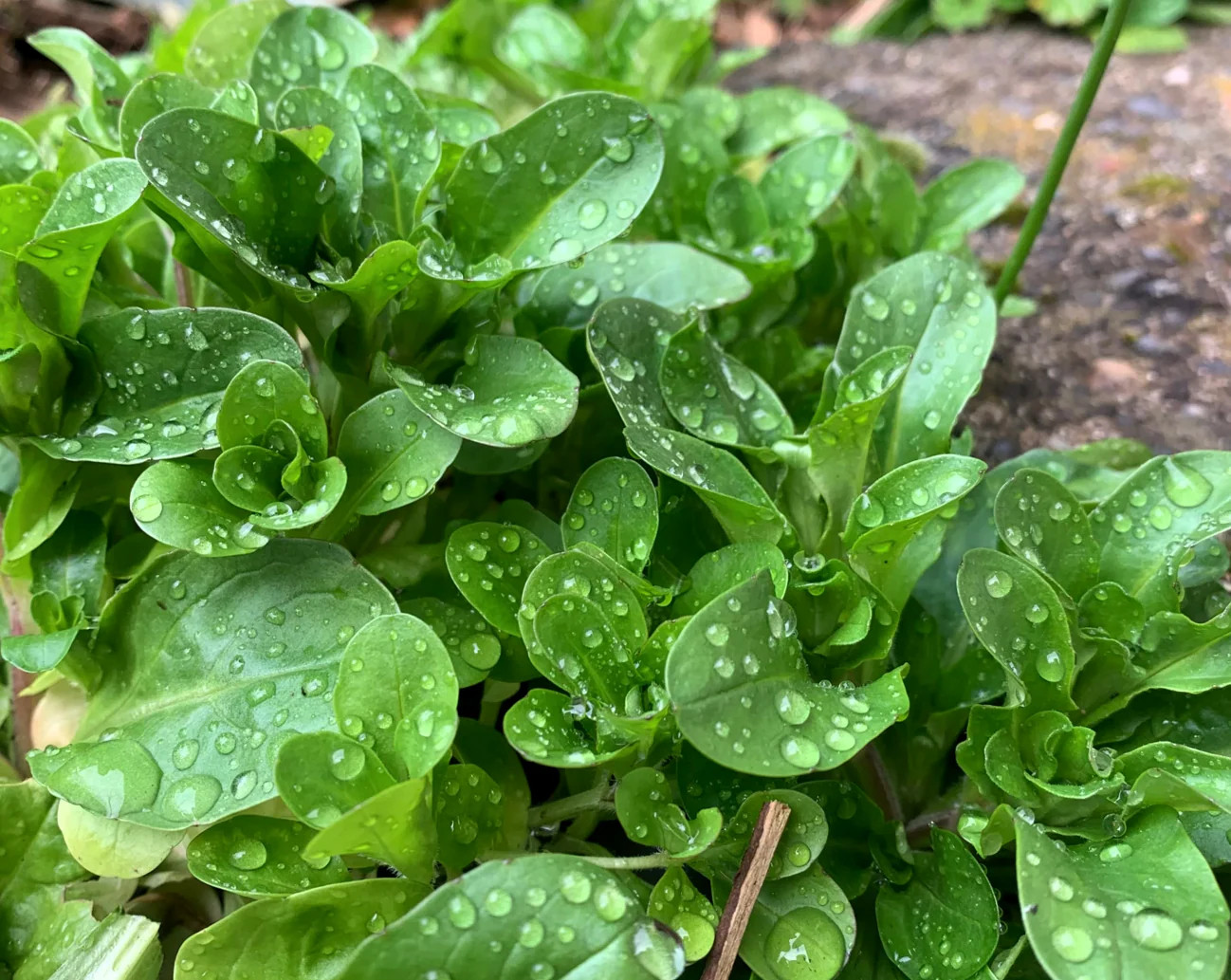 Dutch Corn Salad Seeds (Mache or Lamb’s Lettuce) | Spinach Fall Garden Seed 2024