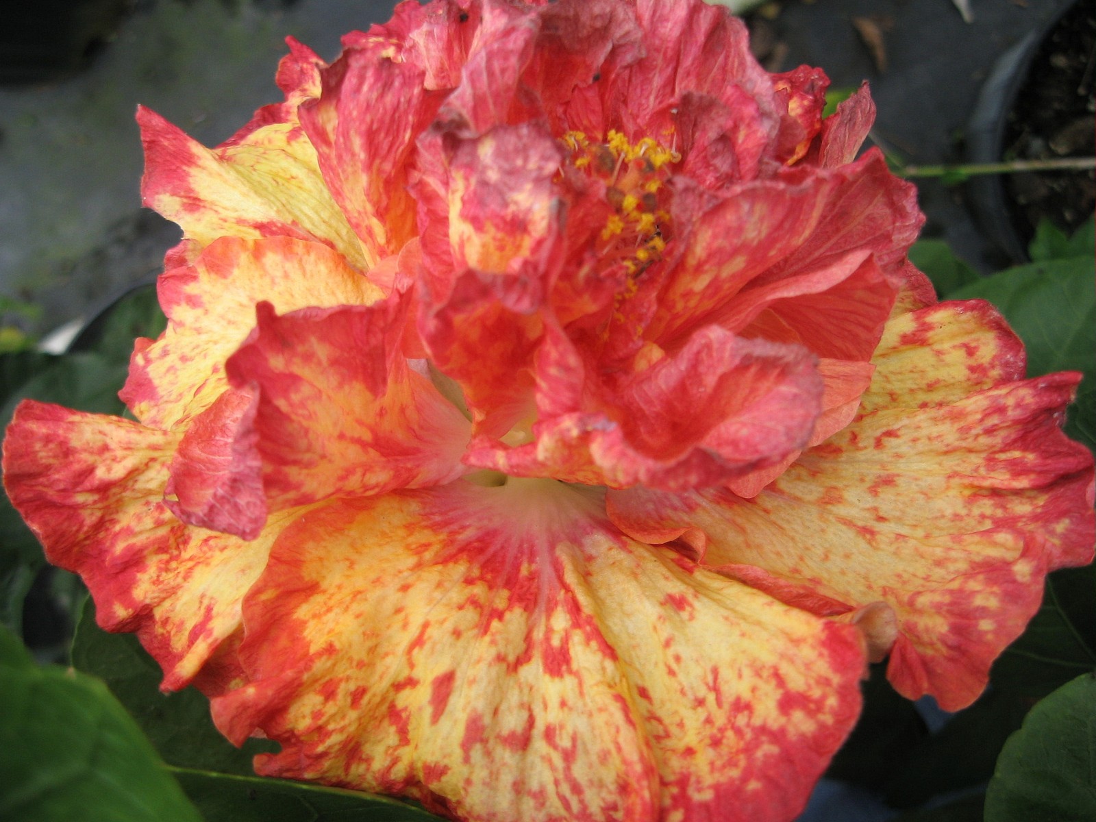 GOLDEN RAIN Hibiscus Live Plant Tropical Exotic Double Orange Yellow Flower