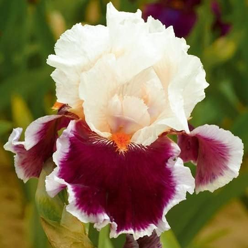 35 Rare Heirloom Iris Seeds – Colorful Mixed Flower Garden Blooms Multi-Variety