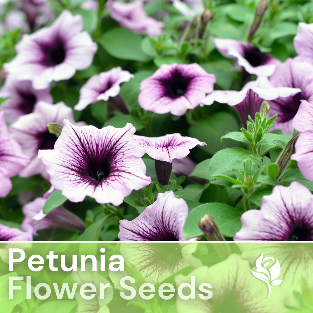 1000+ Bingham Plum Petunia Seeds US SELLER Perennial Flowers Seed Annual Bulk