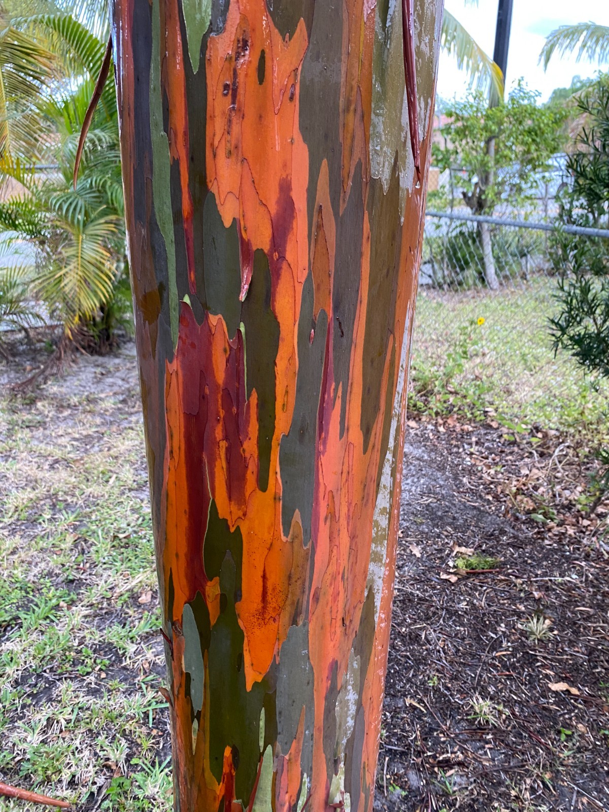Rainbow eucalyptus seedling 12 to 20 inches tall shipped in 4 inch pot with soil
