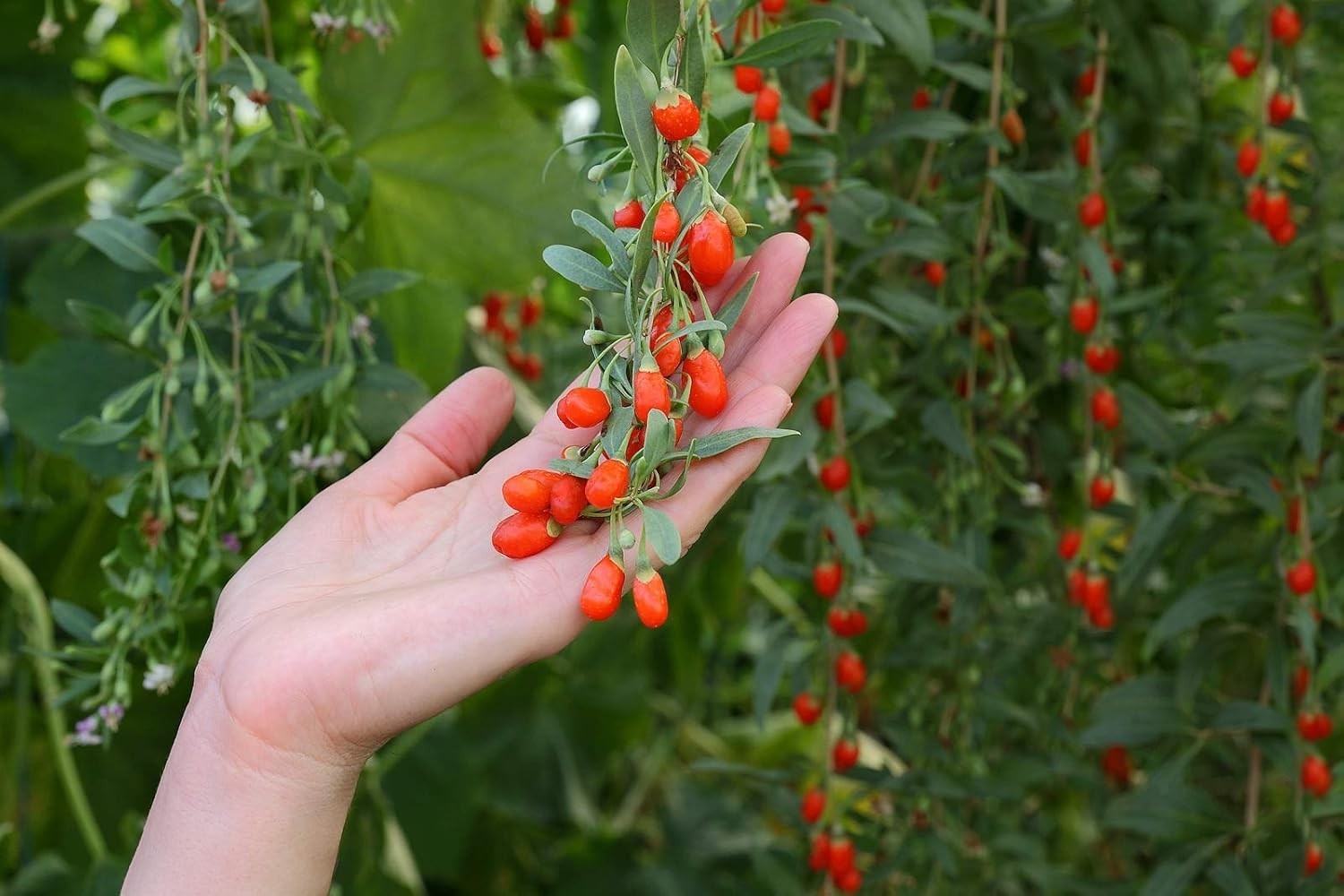 100 Open-Pollinated Goji Berry Seeds – Thriving Heirloom Shrubs for All Soils