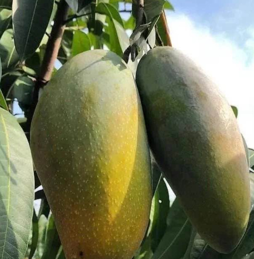Live Grafted Orange Sherbet Mango Tree – 3 Gal Pot – Fruit Tree – No Ship to CA