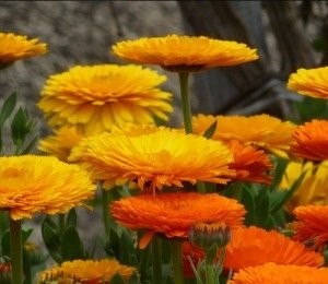 Non GMO Bulk Calendula Seeds- Fancy Mix. 26,000 Seeds. Calendula officinalis …