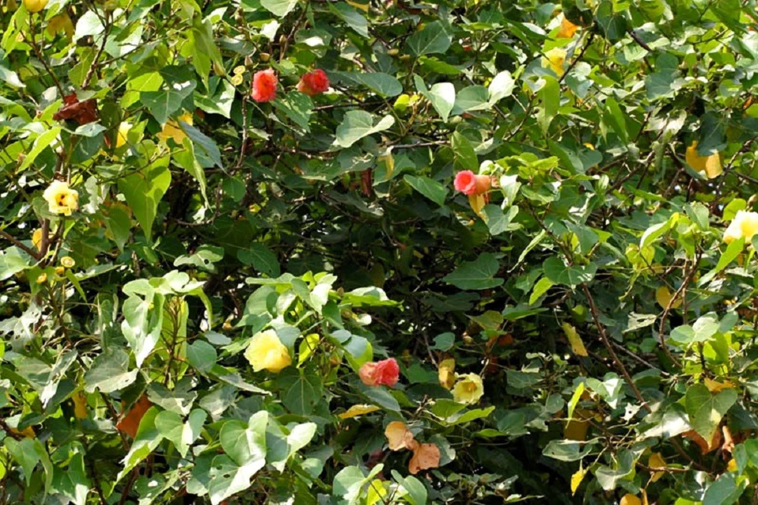 10 PORTIA TREE Yellow Pink Purple Flowers Change Color Thespesia Populnea Seeds