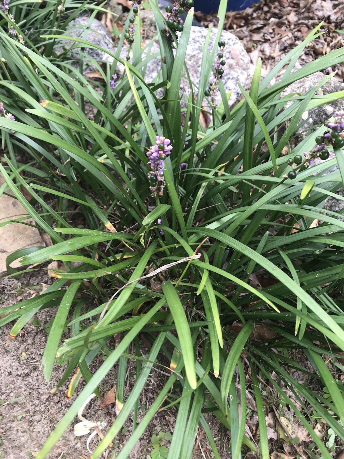 25 Plugs Pips Monkey Grass Ground Cover or Border Live Starter Plants Bare Root