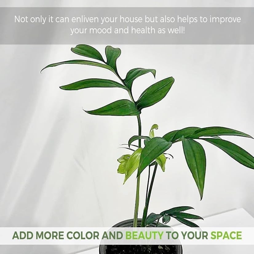 Monstera Subpinata by LEAL PLANTS ECUADOR-Live Indoor House Plants for Beginner