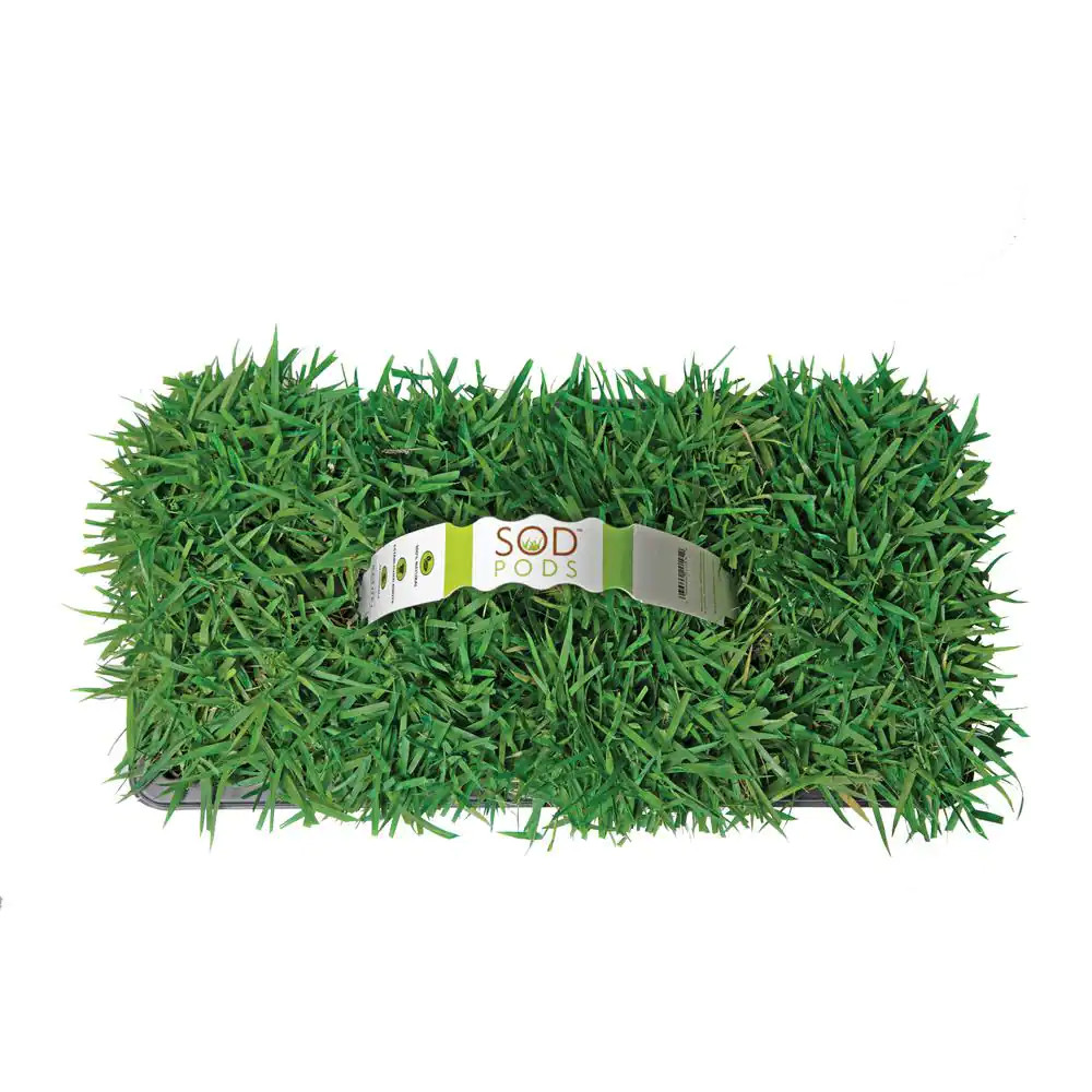 Zoysia Grass Sod Plugs (32-Count) Natural w/ Fully Established Root System Fresh