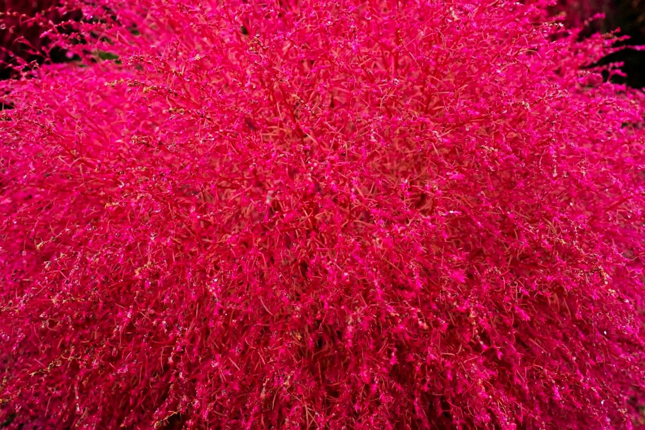 Red Globe Burning Bush Seeds – For 2026 Planting Kochia Scoparia Summer Cypress