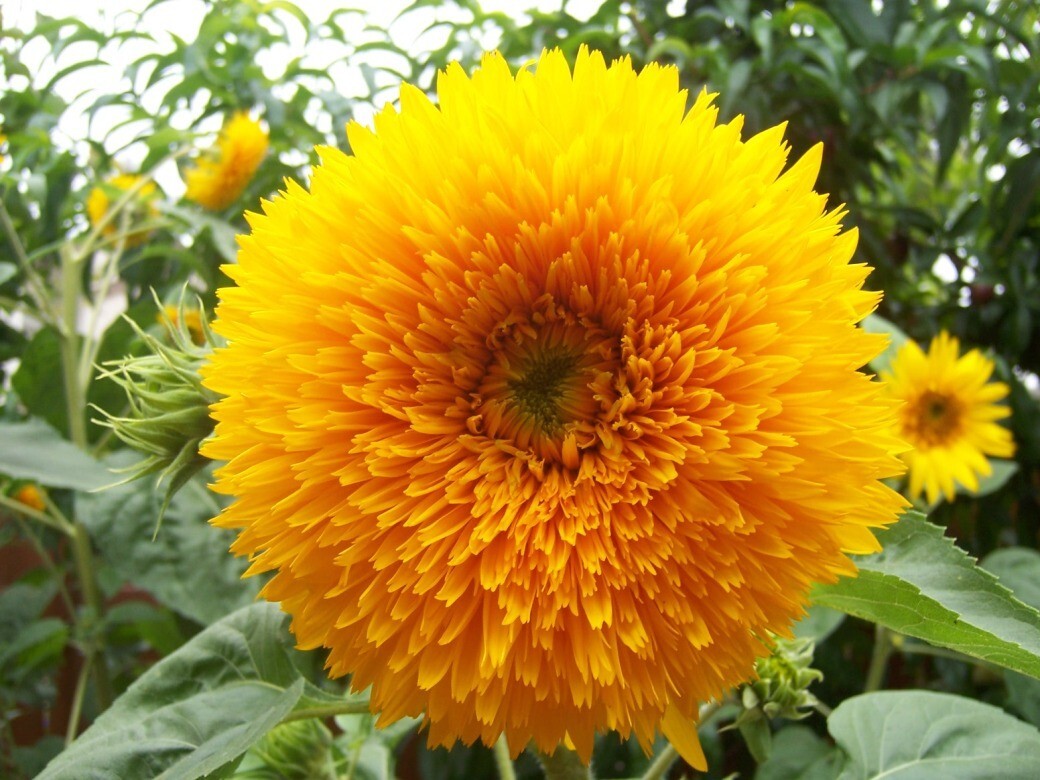 50+ GIANT TEDDY BEAR SUNFLOWER SEEDS – 7+ FEET TALL — BEE’S HUMMINGBIRD – FRESH
