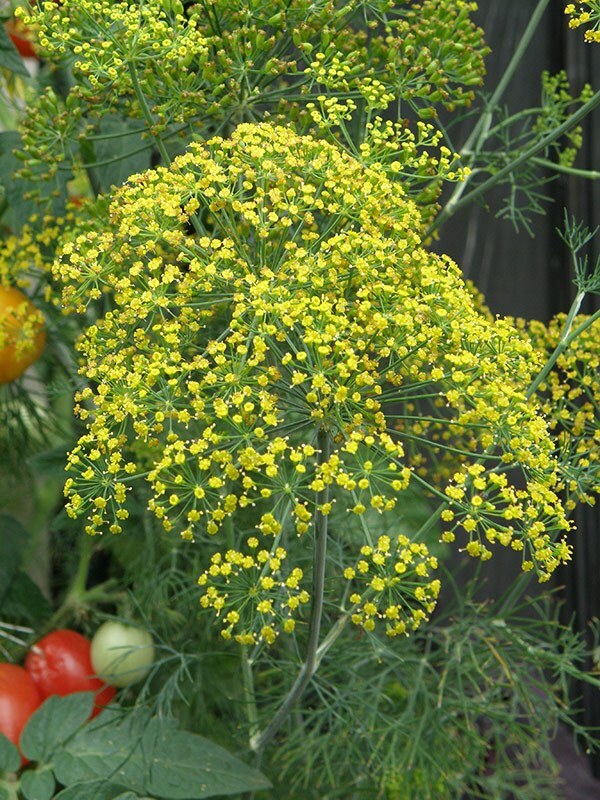300 FERN LEAF DILL SEEDS NON -GMO FRESH HARVEST FOR GARDENS