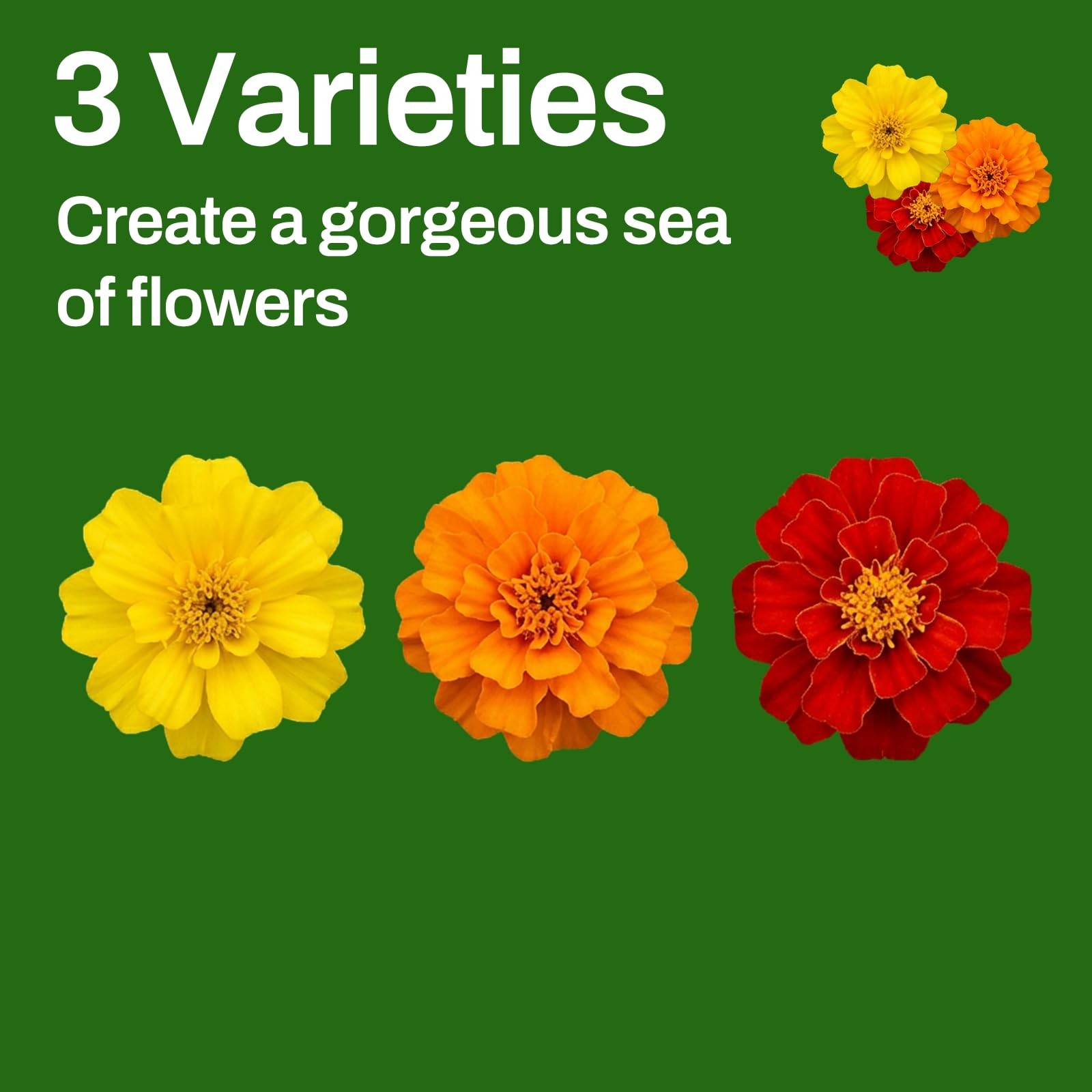 LUOJIBIE Marigold Seeds, 7000+ Mixed Colors Large Mix