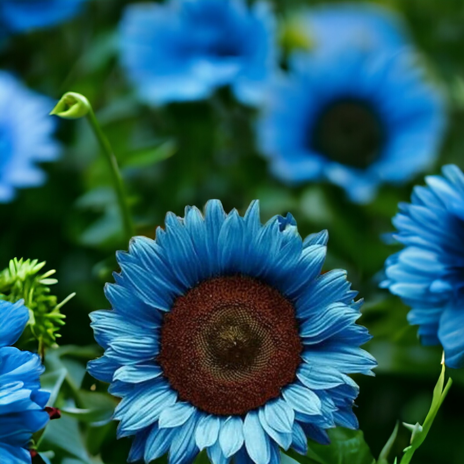 Midnight Oil Blue Sunflower Seeds – 50PCs/Pack – Rare Bonsai Black Hybrid.