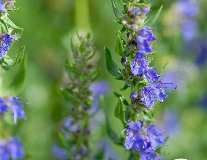 Hyssop Seeds – Herbs – 500.mg