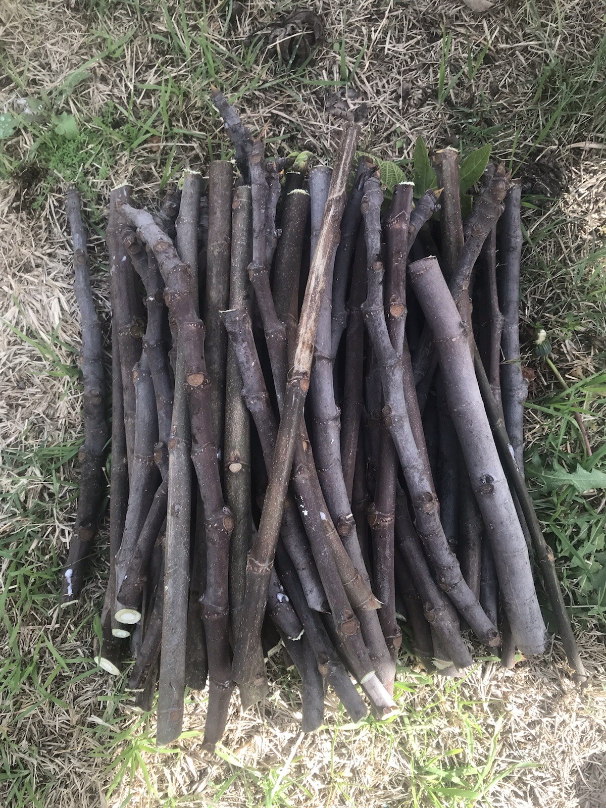 6 cuttings Fig tree stems unrooted delicious sweet fruit organic propagation.