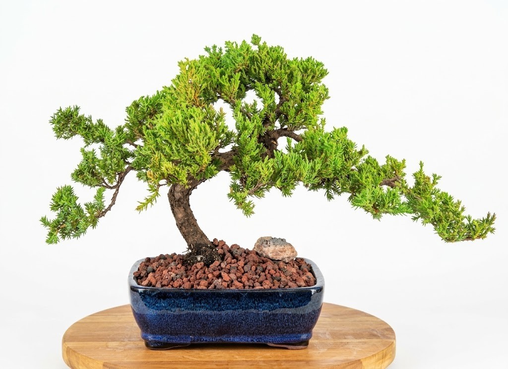Juniper Bonsai Tree Live Plant Procumbens Nana Evergreen Outdoor Finished 13″H