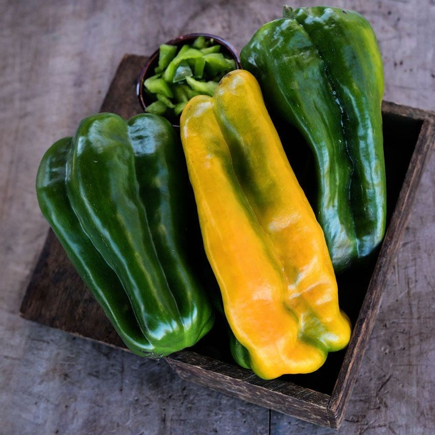 Yellow Monster Sweet Pepper Seeds (20) / Florida Grown / Fantastic Flavor / Rare