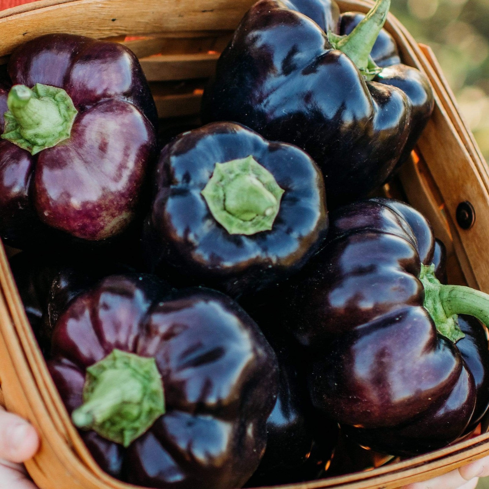 40 Purple Beauty Sweet Bell Pepper Seeds- With Bonus! | Organic Non-GMO Heirloom