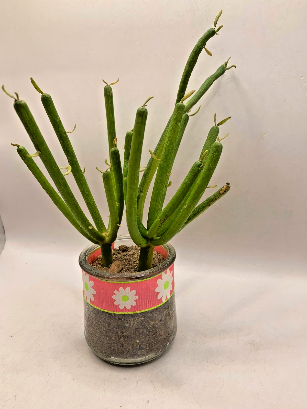 Pencil Cactus Live Potted Plant 2 Stems Per Pot Desert Plants Succulent