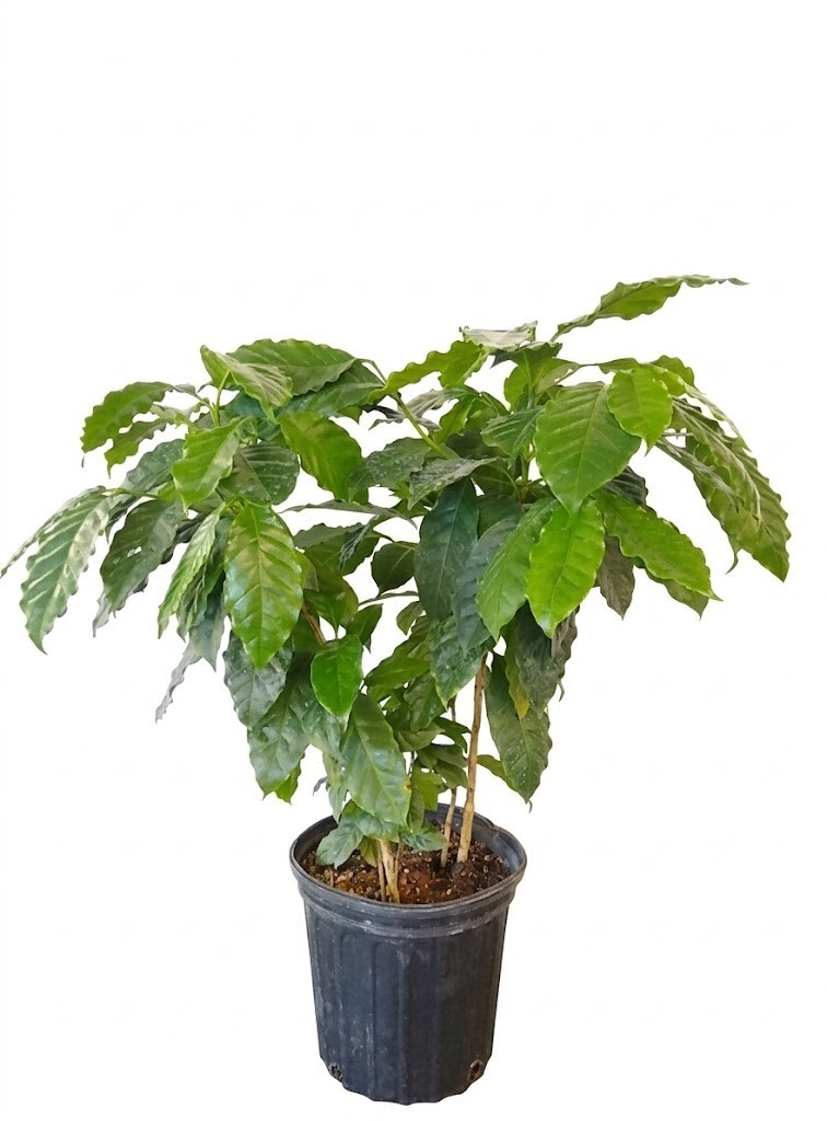 Arabica Coffee Plant Coffea Arabica Live Houseplant 4″ Pot Air Purifying Fragran