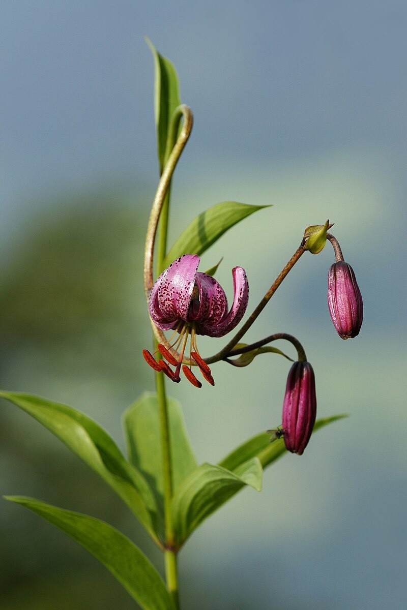 Lilium martagon | Turks Cap Lily | 10_Seeds