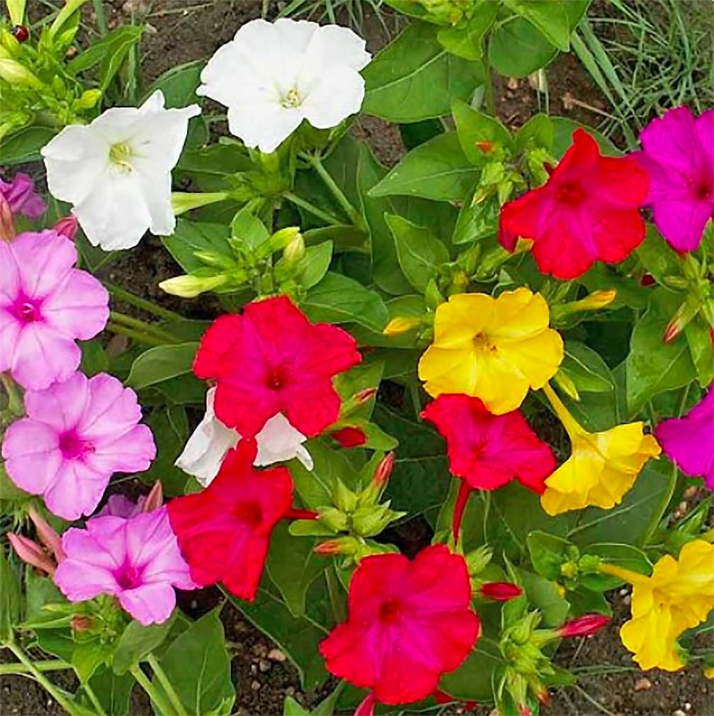 Mixed Four O’Clock Seeds Easy Reseeding Tender Perennials for Your Garden