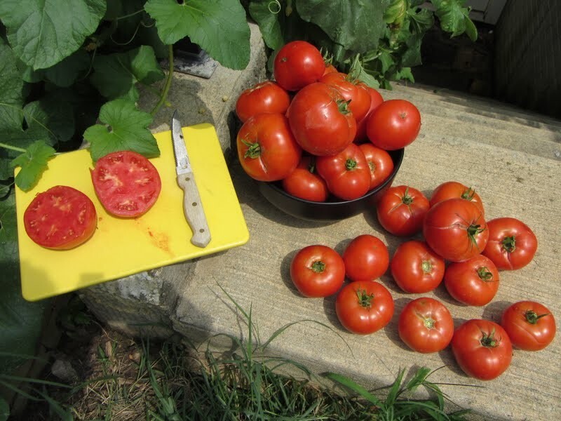 240+ Homestead Tomato Seeds ———– HEIRLOOM – NON GMO — DROUGHT RESISTENT