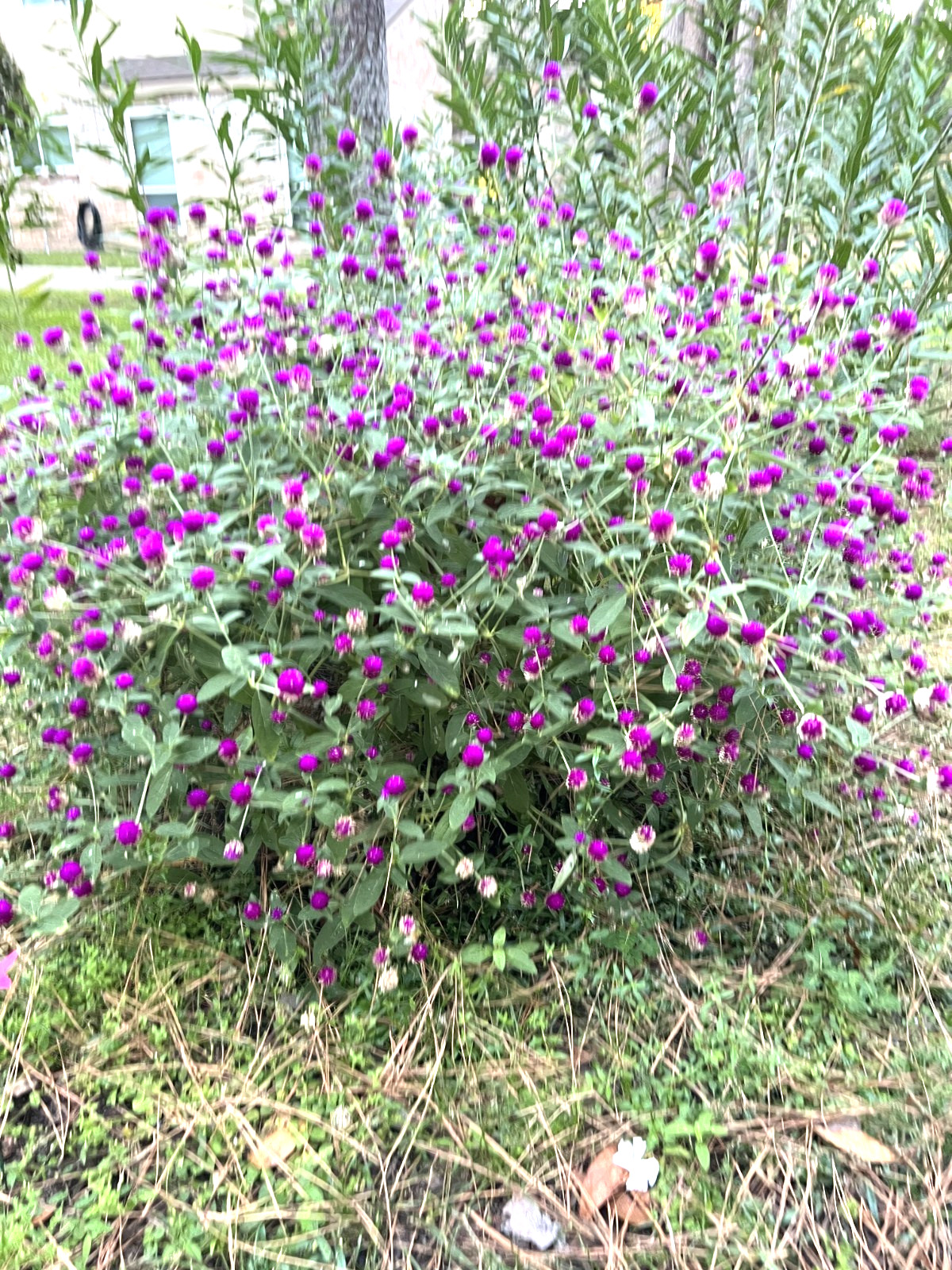 Globe Amaranth, Gomphrena globosa – Purple 200 seeds
