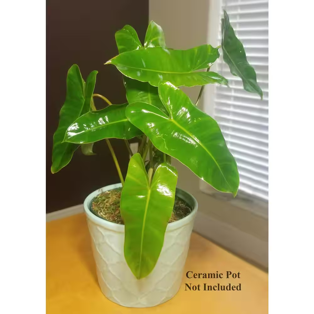 Philodendron Burle Marx Plant in 6 In. Grower Pot