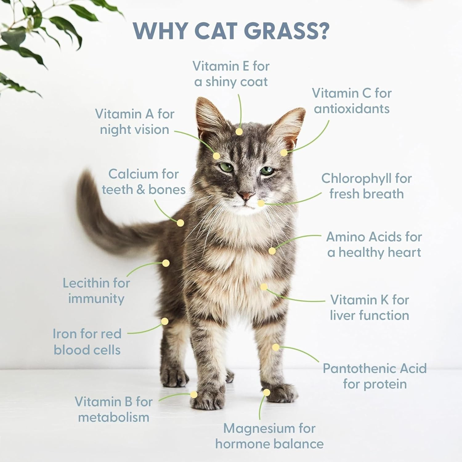The Cat Ladies 100% Organic Cat Grass Seeds – Cat Grass for Indoor Cats – (Non G