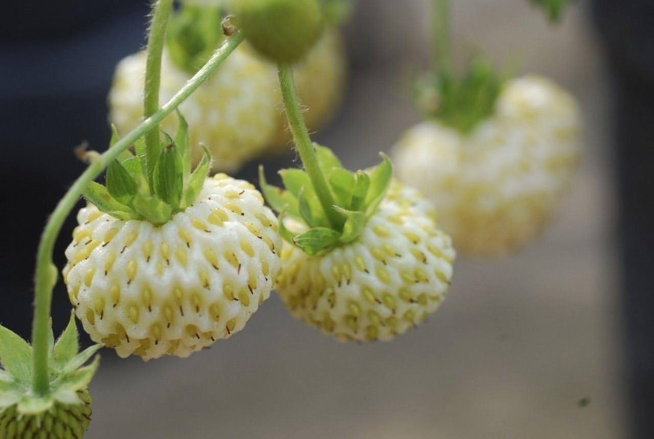 Wild Strawberry – White Soul (Fragaria Vesca White Soul) 300 SEEDS~very sweet
