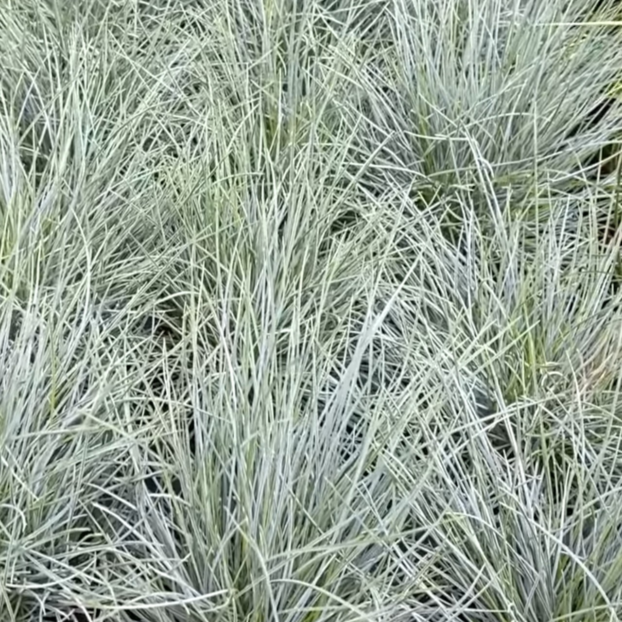Elijah Blue Fescue Perennial Blue Silver Ornamental Grass – 1 Quart