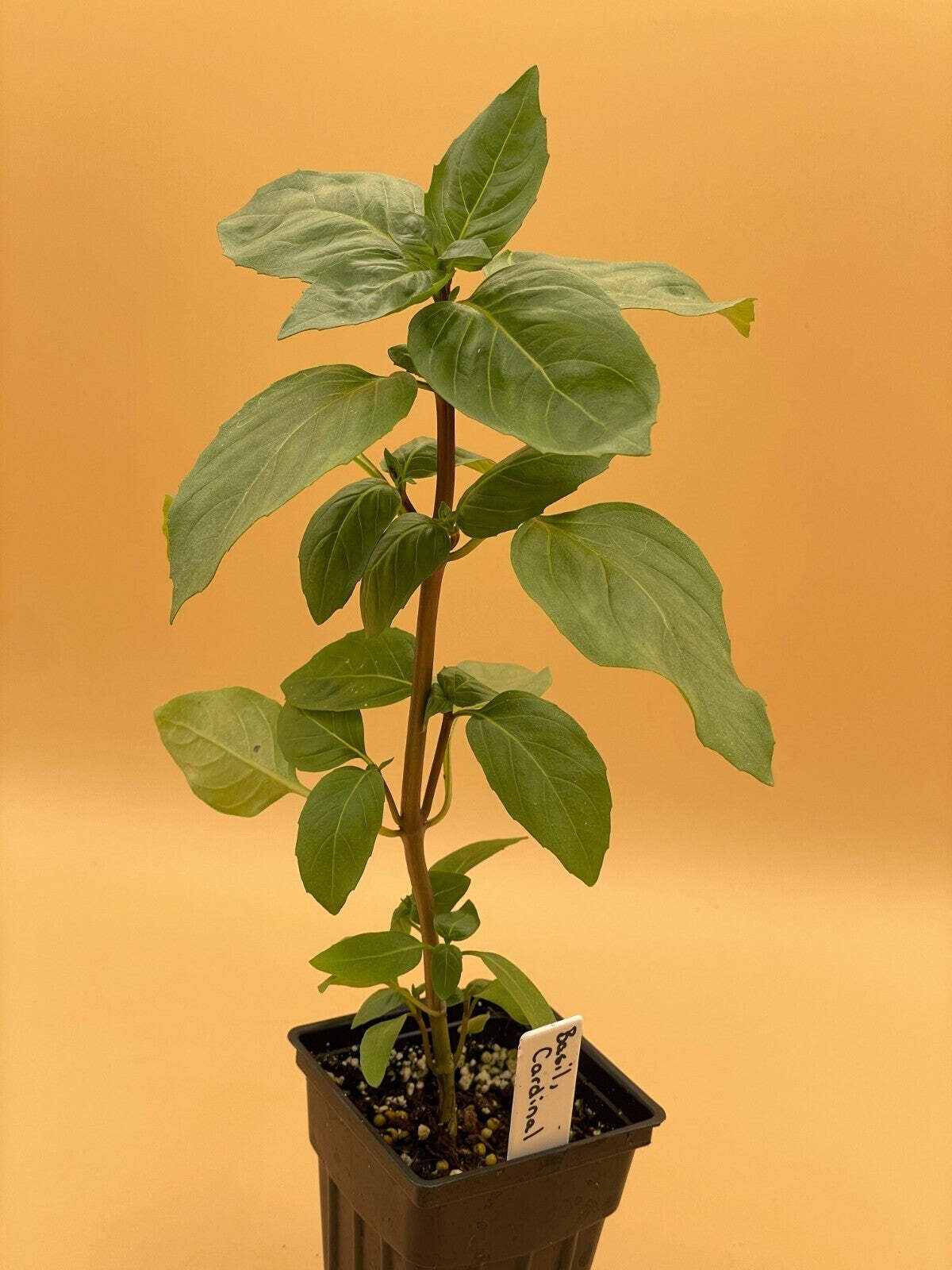 Basil, Cardinal -Live Plant 3″ Starter Pot – Ocimum basilicum ‘Cardinal’