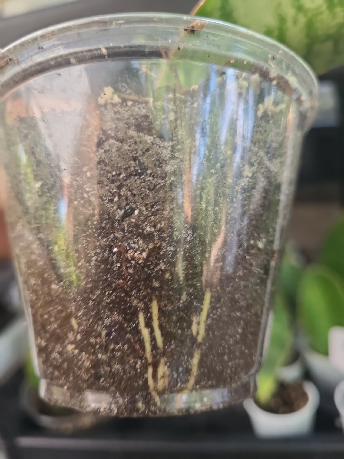 Baby Sansevieria Masoniana Whale Fin Snake Plant 4-5″ rooted
