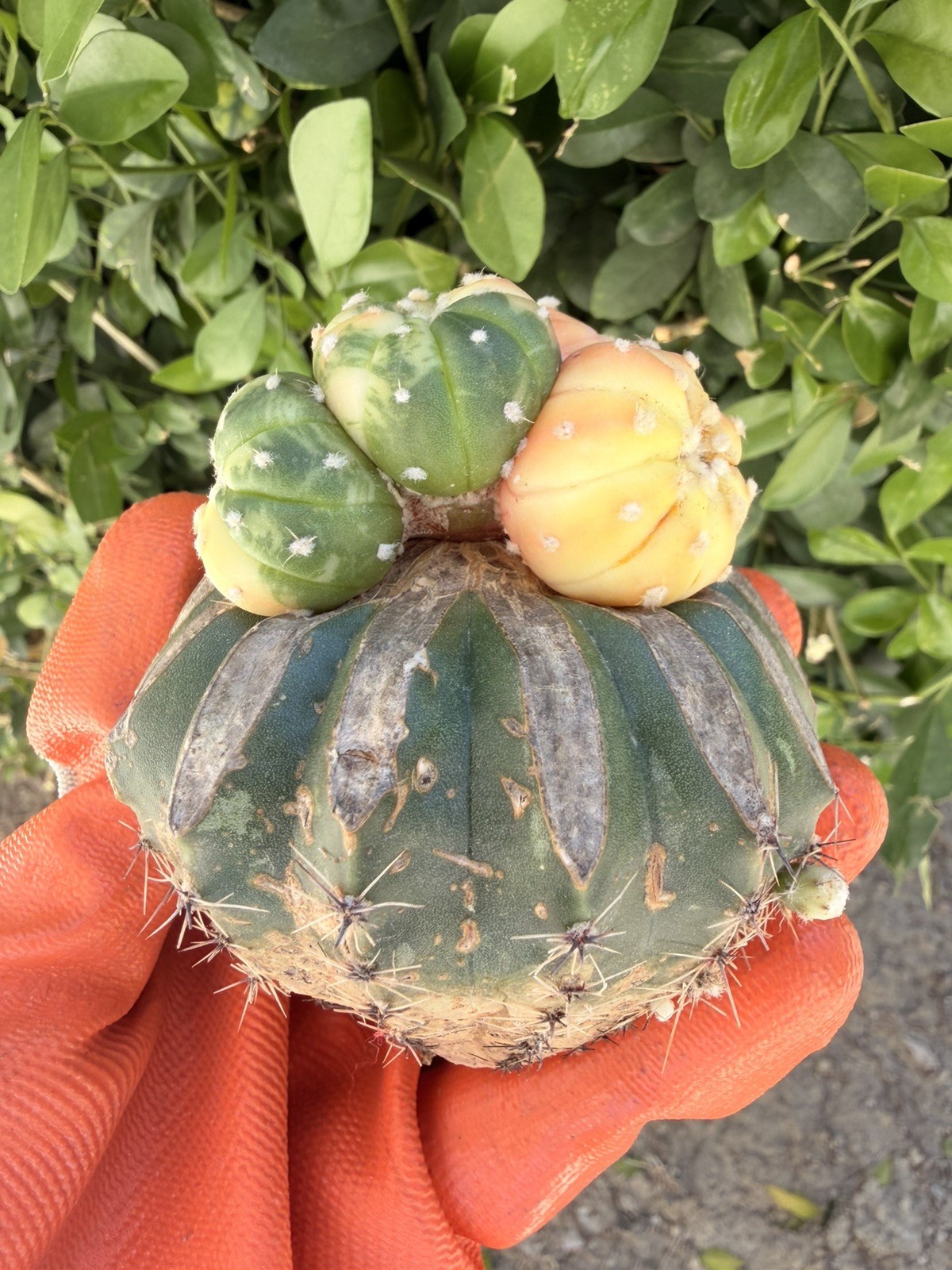 Rare Cactus Variegated Grafted