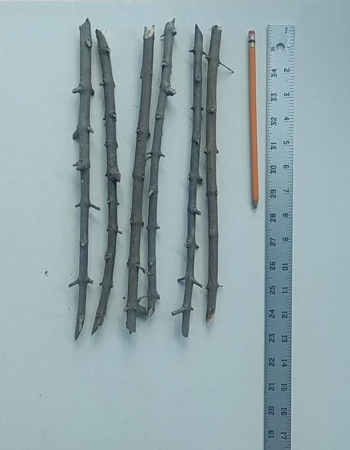 6 (six) cuttings of POMEGRANATE (WONDERFULL) 8″-12″ for propagation (no root)