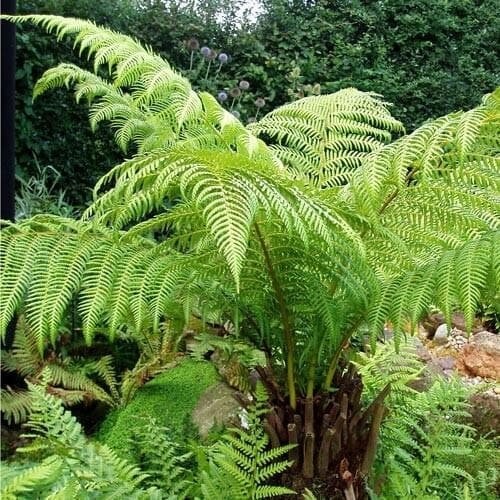 Australian Tree Fern Live 4″ Nursery Growing Pot, Ships Without Pot