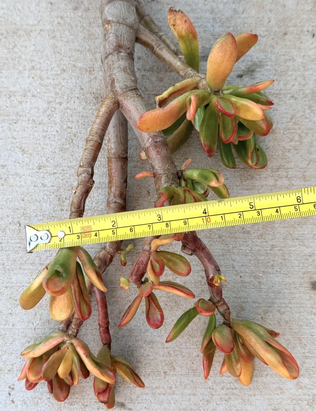 19” tall Crassula variegated ogre shrek Jade Plant Bare Root 1.25 thick stem red