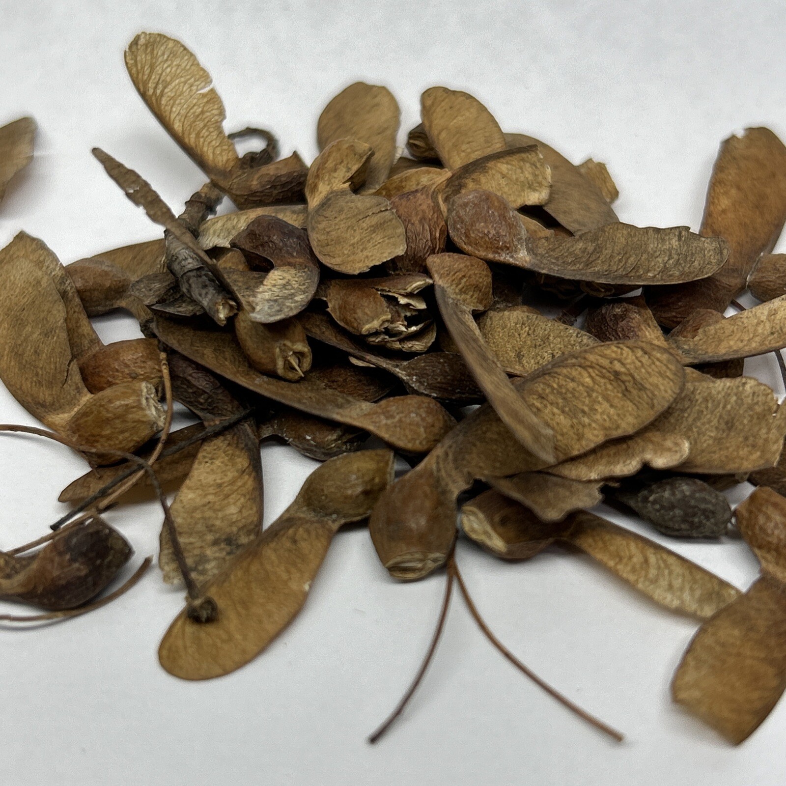 Sugar Maple Bonsai Tree Seed Pack Acer Saccharum