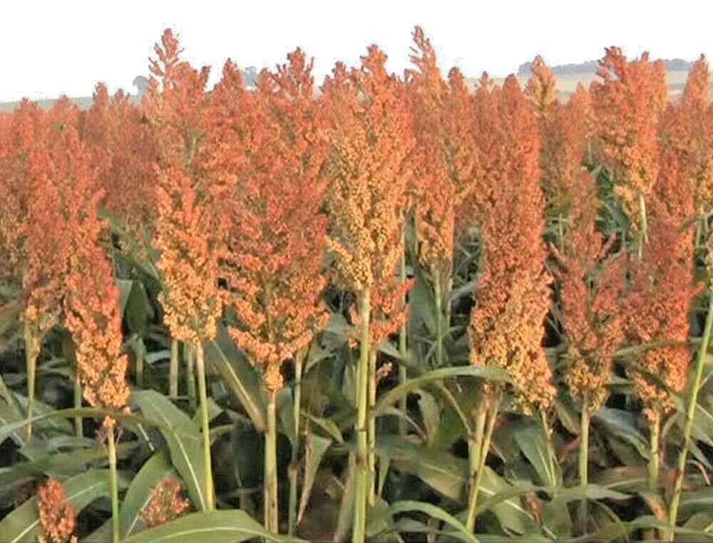400+ROX ORANGE Sweet SORGHUM Seeds Organic Sugar Native Waconia Natural Syrup