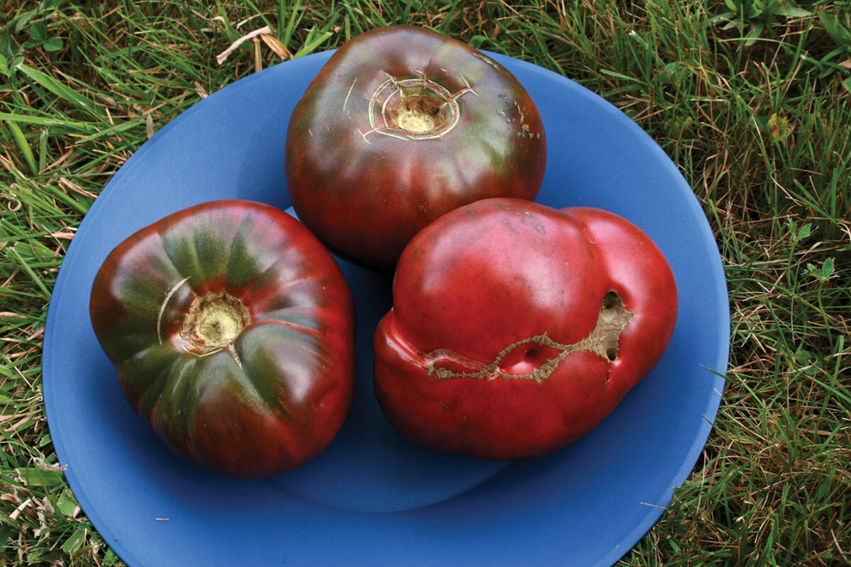 Cherokee Purple Tomato Seeds, Heirloom, NON-GMO, Variety Sizes, FREE SHIPPING