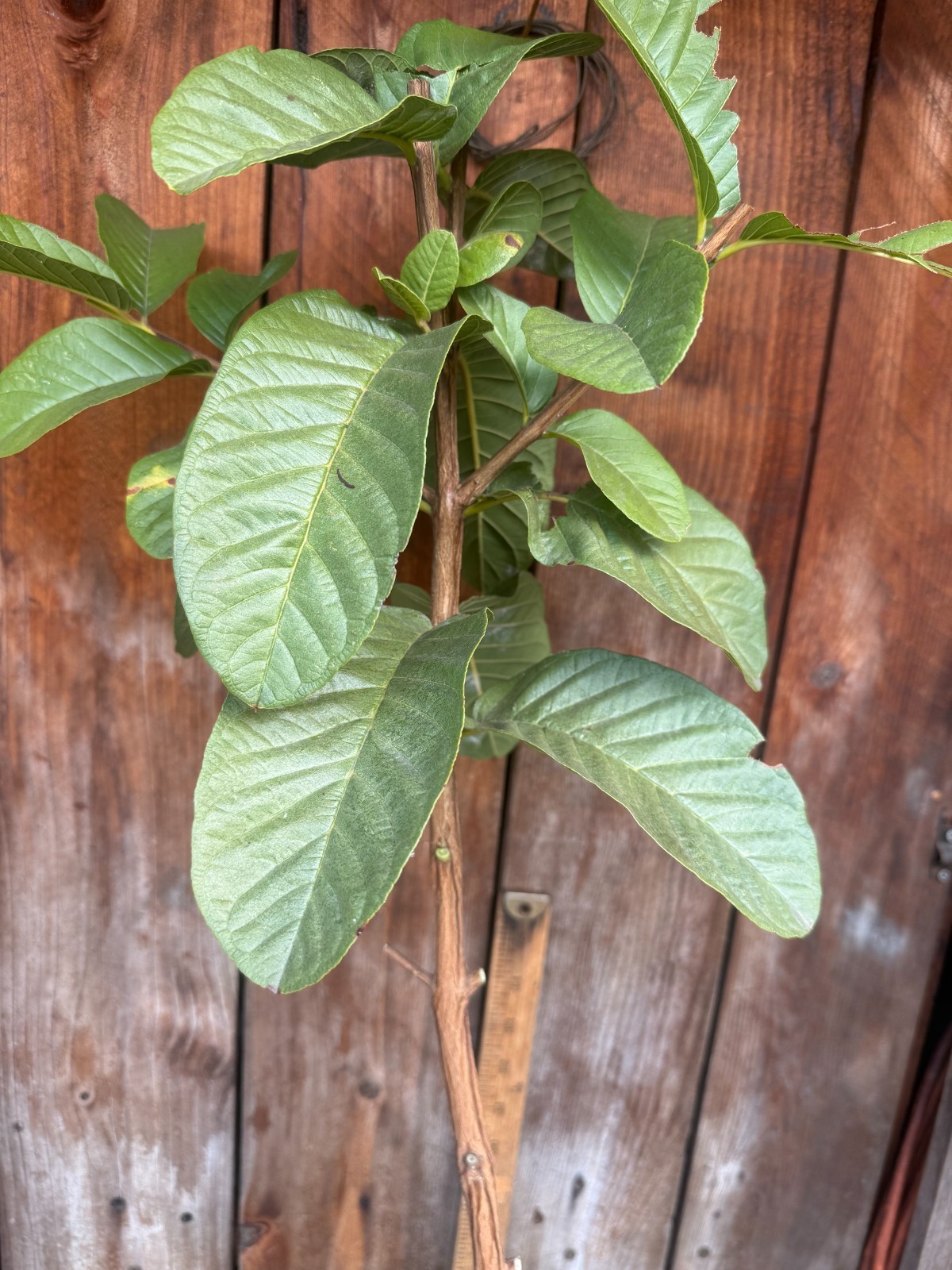1 Snow White Tropical Guava Fruit Tree Psidium Guajava Starter Tree App. 40″