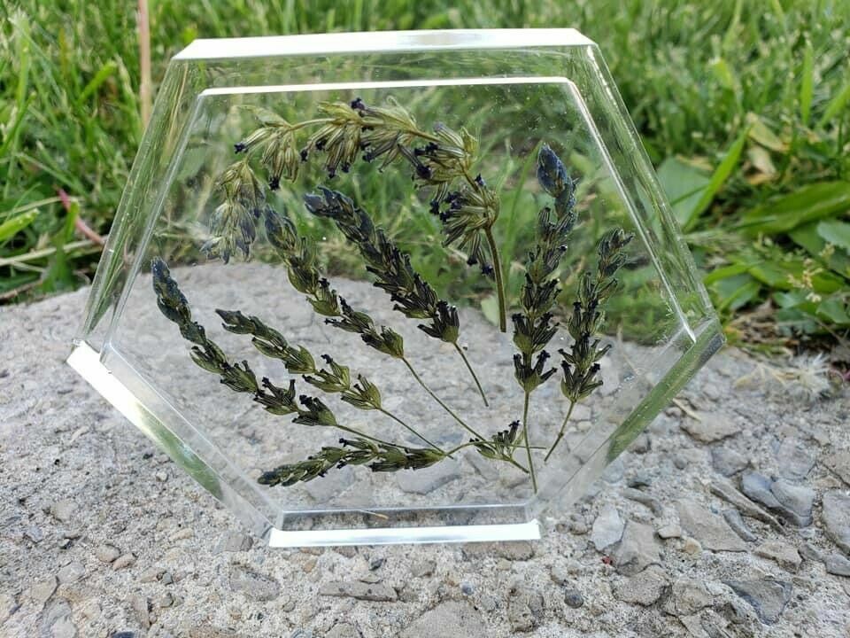 Organic Live California USA Lavender Cuttings