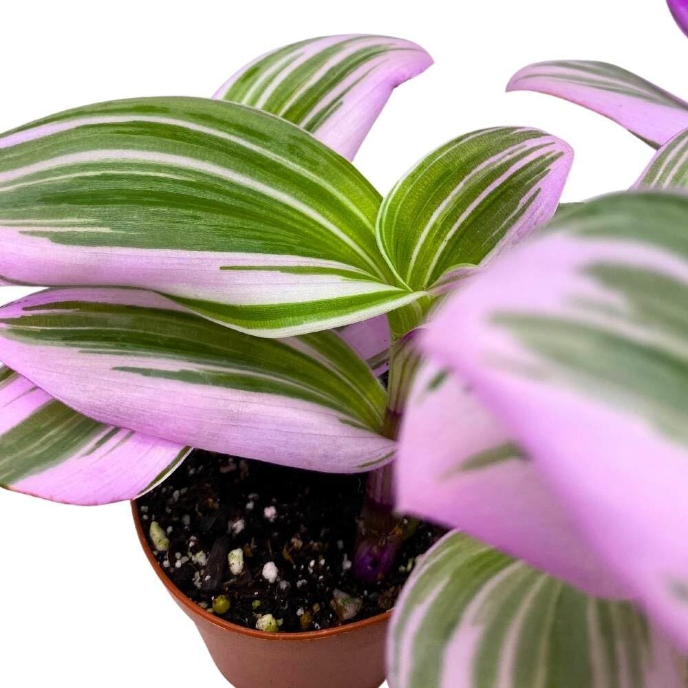 Tradescantia Nanouk 2 inch Set of 3 Fantasy Venice Wandering Dude Albiflora Spid