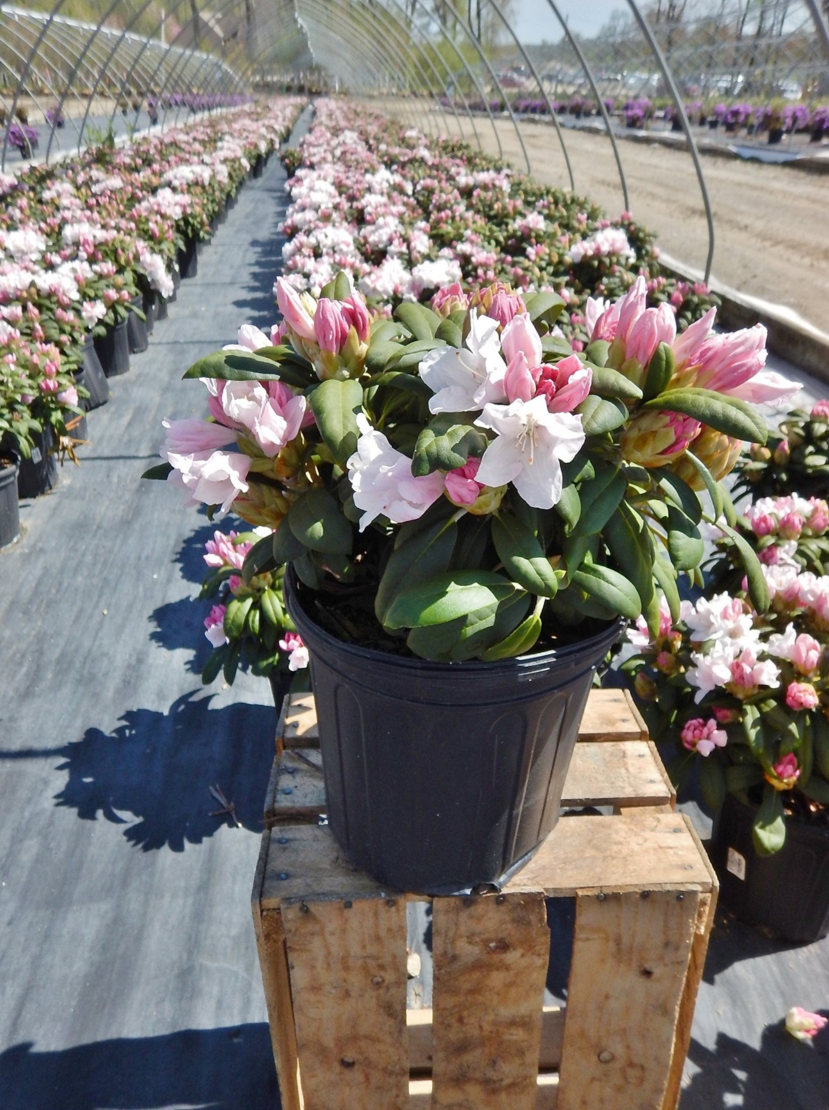 Green Promise Farms Rhododendron Yak. Princess Rhododendron Evergreen Light