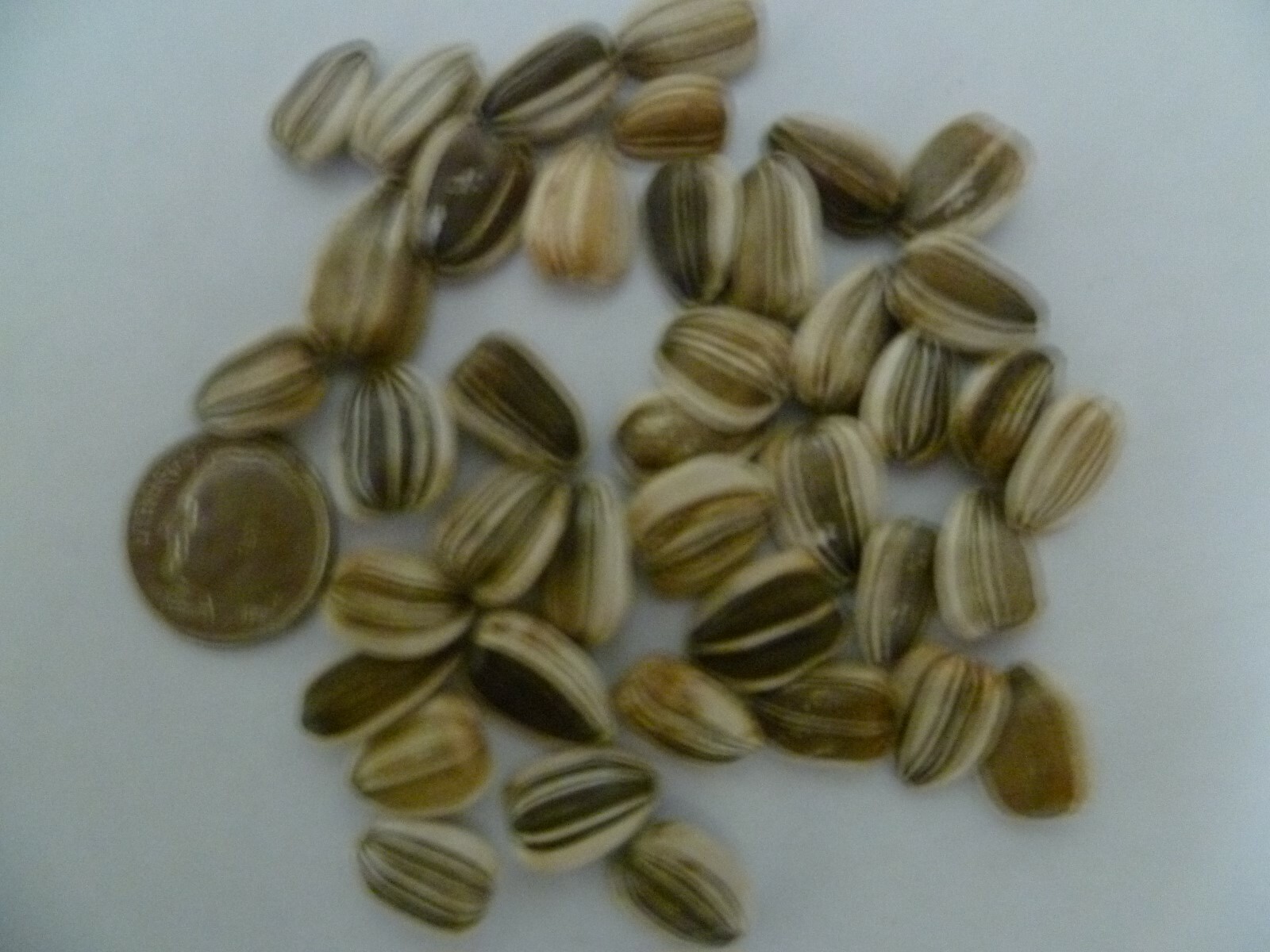 25 Giant Titan Sunflower Seeds Huge 24 inch Heads Big Fat Seeds