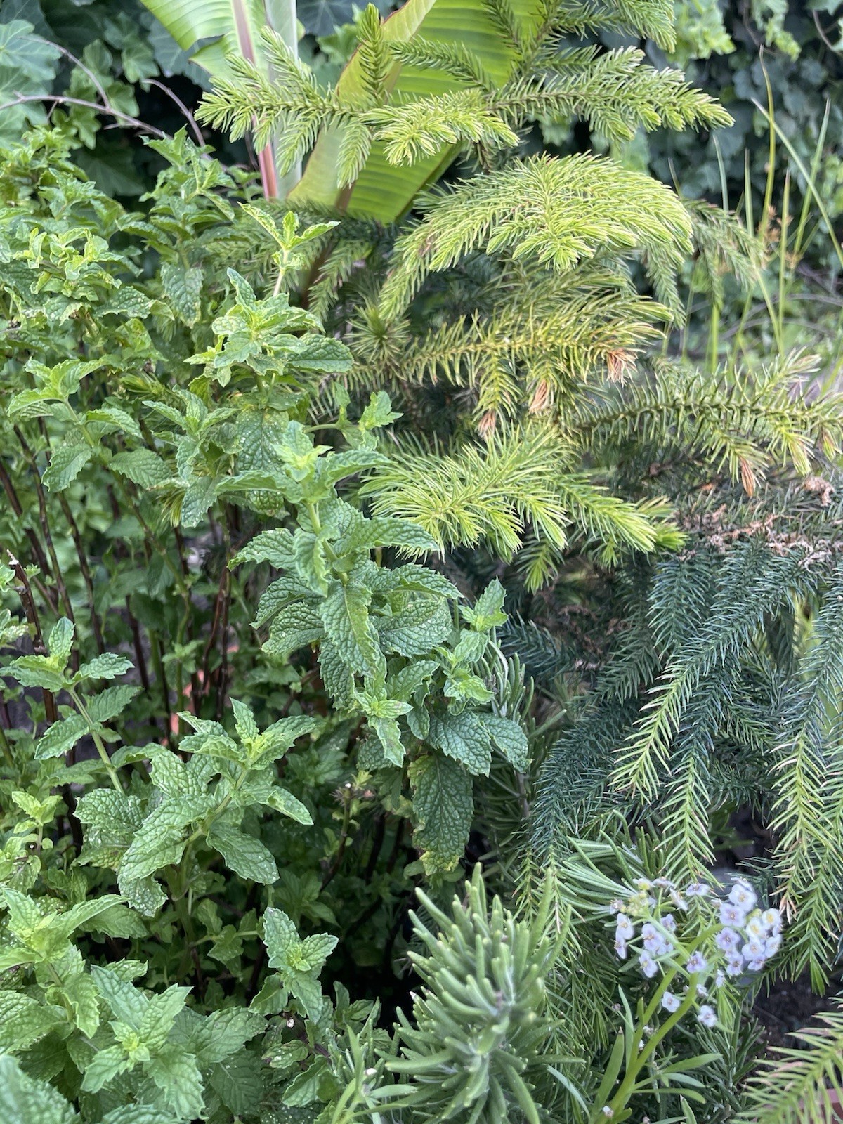 Spearmint